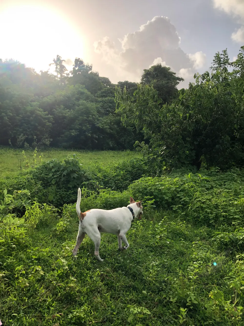 Dog Outdoor Nature & Beach Trails