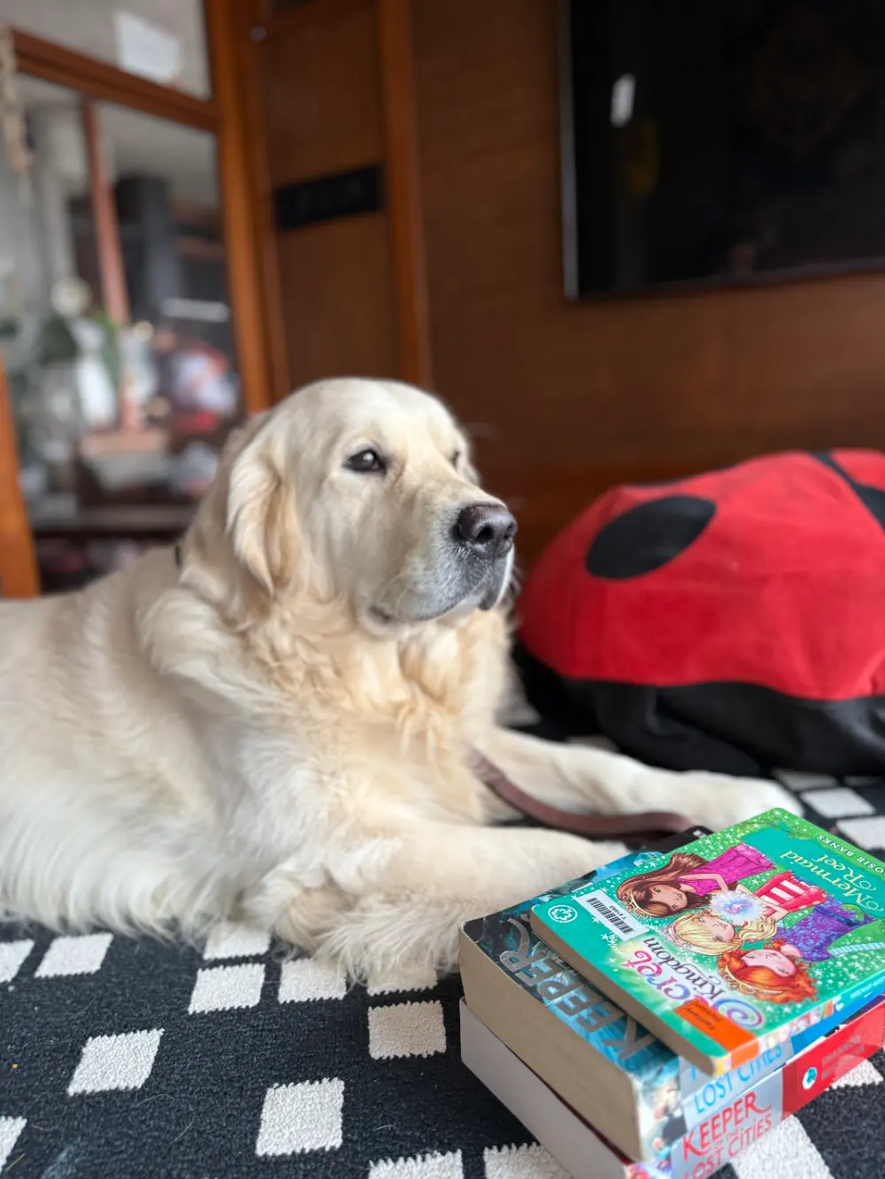 Dog Behaviour Training