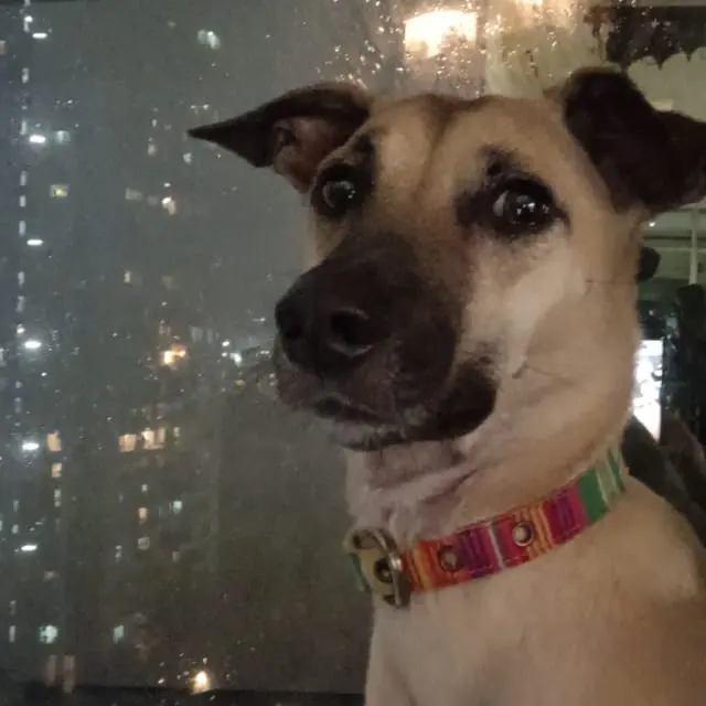 Medha - Puppy Training Client