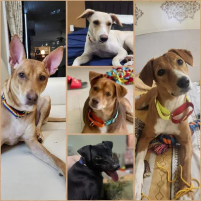 Vaidehi - Behaviour & Aggression Training Client